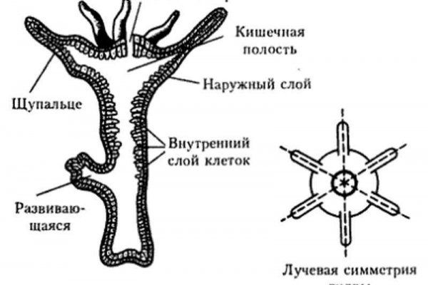 Зеркала крамп онион kramp.cc